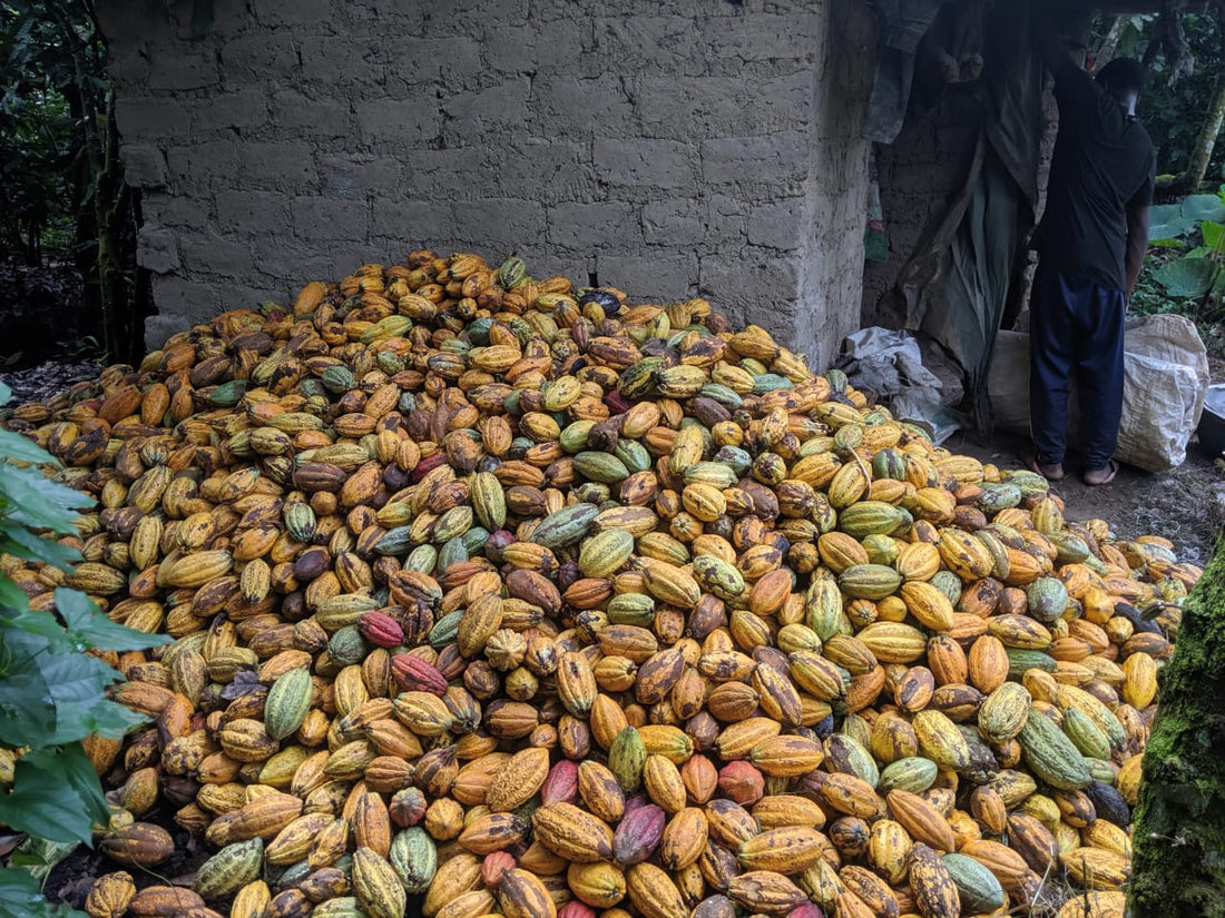 Kakaobohnen aus Kamerun: Natur, Handwerk und purer Genuss