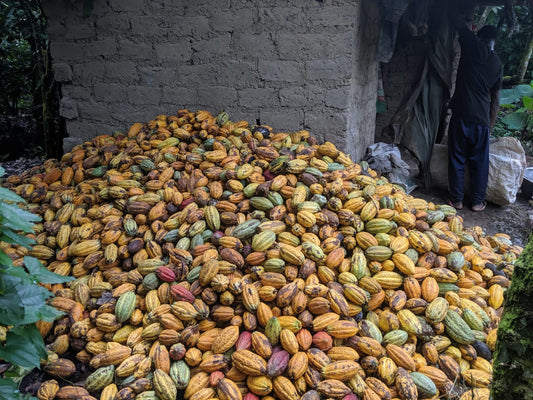 Kakaobohnen aus Kamerun: Natur, Handwerk und purer Genuss